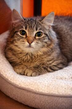 Domestic Medium Hair Cats Available for Adoption - Mittens Napa | PetCurious