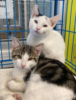 Domestic Short Hair Cats Available for Adoption in Bridgeport, Connecticut - Kittens | PetCurious