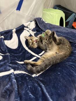 BUDDY -  Tabby and Domestic Short Hair Cat for Adoption in Northfield, Ohio - BUDDY | PetCurious