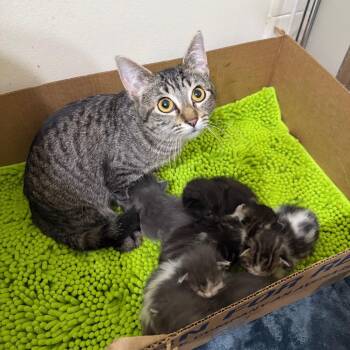 Molly -  Domestic Short Hair Cat for Adoption in Kansas City, Missouri - Molly | PetCurious