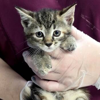 Polka Dot -  Domestic Short Hair Cat for Adoption in Philadelphia, Pennsylvania - Polka Dot | PetCurious