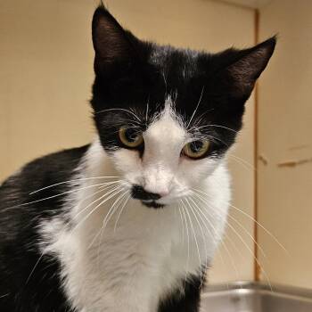 Domestic Short Hair Cats Available for Adoption in Murray, Utah - Nugget | PetCurious