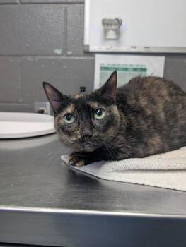 Domestic Short Hair Cats Available for Adoption in Fort Worth, Texas - Snickers | PetCurious