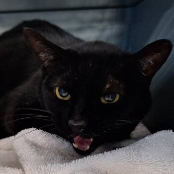 Domestic Short Hair Cats Available for Adoption in Montgomery, Alabama - Nala | PetCurious