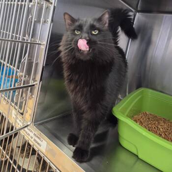Draco -  Domestic Long Hair Cat for Adoption in Spokane, Washington - Draco | PetCurious