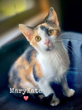 MaryKate -  Domestic Short Hair Cat for Adoption in Dansville, New York - MaryKate | PetCurious