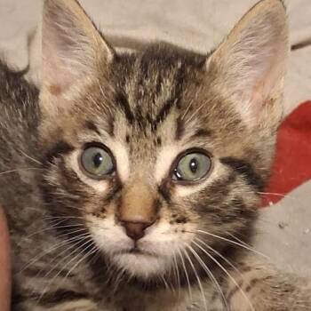 Clove -  Domestic Short Hair Cat for Adoption in Grand Rapids, Minnesota - Clove | PetCurious