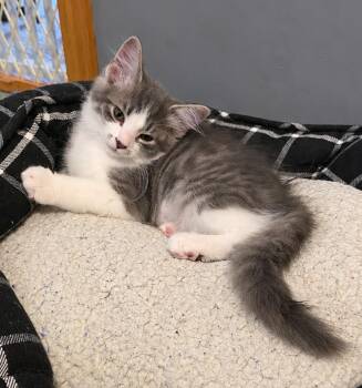 Kitten Aspen -  Domestic Short Hair Cat for Adoption in Cuyahoga Falls, Ohio - Kitten Aspen | PetCurious