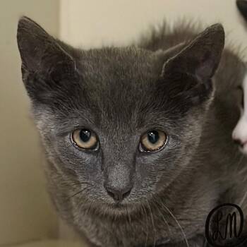 Max -  Domestic Short Hair Cat for Adoption in Victor, New York - Max | PetCurious