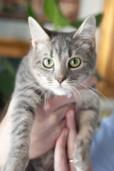 Olivia -  Domestic Short Hair Cat for Adoption in Franklin, Tennessee - Olivia | PetCurious