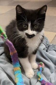 Rescue Domestic Short Hair Cats for Adoption in Santa Rosa, California - Anthony | PetCurious