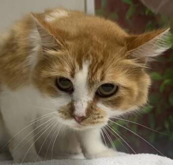 Domestic Medium Hair and Domestic Short Hair Cats Available for Adoption - Princess Bubblegum | PetCurious