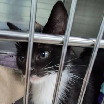 Rachel -  Domestic Short Hair Cat for Adoption in Vieques, Vieques - Rachel | PetCurious