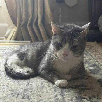 Tino T -  Domestic Short Hair Cat for Adoption in Chicago, Illinois - Tino T | PetCurious