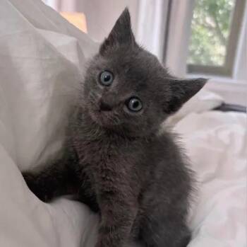 Domestic Short Hair Cats Available for Adoption in Mount Pleasant, South Carolina - Tangelo | PetCurious