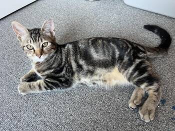 Sebastian -  Domestic Short Hair Cat for Adoption in Lancaster, California - Sebastian | PetCurious