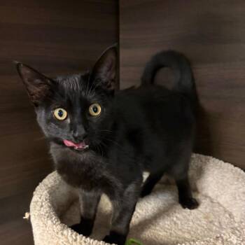 Yum Yum -  Domestic Short Hair Cat for Adoption in Buffalo, New York - Yum Yum | PetCurious