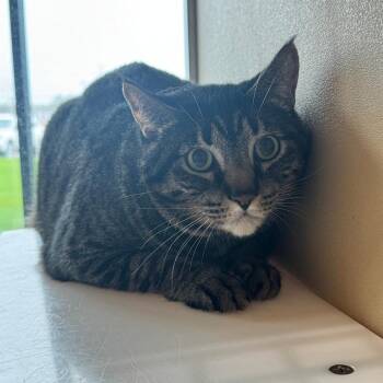 Domestic Short Hair Cats Available for Adoption - Blueberry | PetCurious