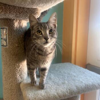 JubJub -  Domestic Short Hair Cat for Adoption in Fresno, California - JubJub | PetCurious