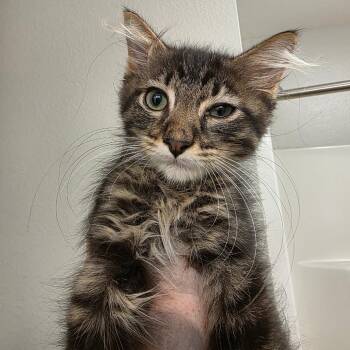 Zoro -  Domestic Short Hair Cat for Adoption in West Des Moines, Iowa - Zoro | PetCurious