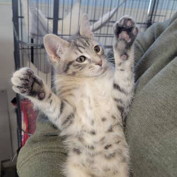 Domestic Short Hair Cats Available for Adoption - Silver | PetCurious