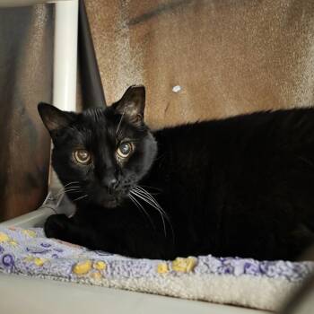 Rocky -  Domestic Short Hair and Mixed Breed Cat for Adoption in Oshkosh, Wisconsin - Rocky | PetCurious