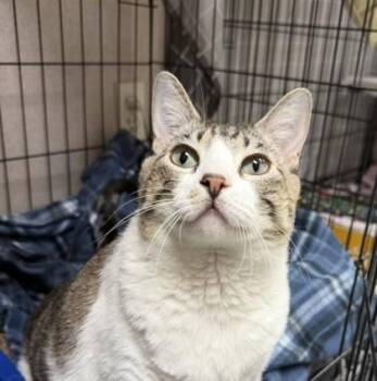 Scarlett -  Domestic Short Hair Cat for Adoption in Visalia, California - Scarlett | PetCurious