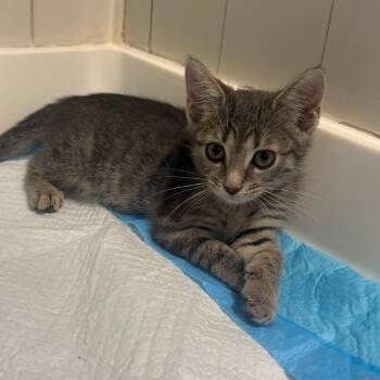 Mika -  Domestic Short Hair Cat for Adoption in Mastic, New York - Mika | PetCurious