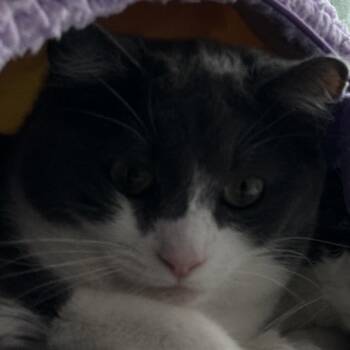 Smoki -  Domestic Short Hair Cat for Adoption in Ruckersville, Virginia - Smoki | PetCurious
