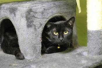 Domestic Short Hair Cats Available for Adoption in Ottumwa, Iowa - Bear | PetCurious