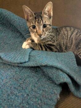 Wren -  Domestic Short Hair Cat for Adoption in Fort Collins, Colorado - Wren | PetCurious