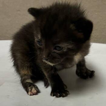 Domestic Short Hair Cats Available for Adoption - Lucinda | PetCurious