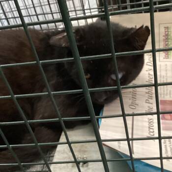 Smoky -  Domestic Short Hair Cat for Adoption in Montgomery, Alabama - Smoky | PetCurious