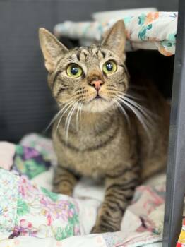 Domestic Short Hair Cats Available for Adoption in Martinsville, Indiana - Ozz | PetCurious