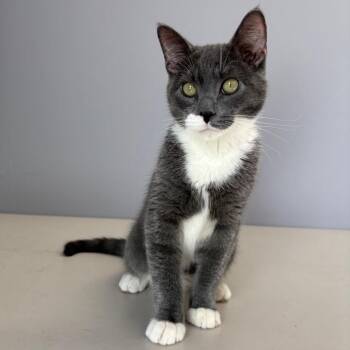 Will -  Domestic Short Hair Cat for Adoption in Clavet, Saskatchewan - Will | PetCurious