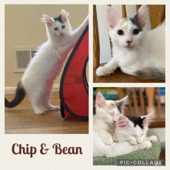 Rescue Domestic Medium Hair Cats for Adoption in Allentown, New Jersey - Chocolate "CHIP" And Vanilla "Bean" | PetCurious