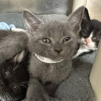 Tachi -  Domestic Short Hair Cat for Adoption in Walnut Creek, California - Tachi | PetCurious