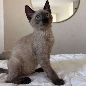 Plankton -  Domestic Short Hair Cat for Adoption in Yucca Valley, California - Plankton | PetCurious