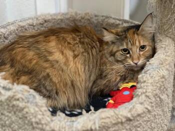 Domestic Long Hair Cats Available for Adoption in Mckinleyville, California - GOLDIE | PetCurious