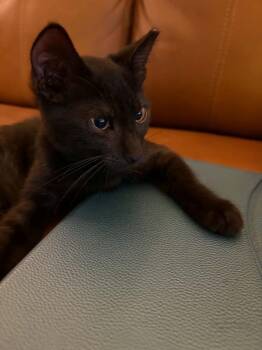 Choal -  Domestic Short Hair Cat for Adoption in Tucson, Arizona - Choal | PetCurious