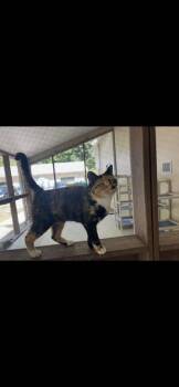 Fanta -  American Shorthair Cat for Adoption in Cashiers, North Carolina - Fanta | PetCurious