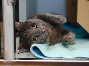 Cobblestone -  Domestic Short Hair Cat for Adoption - Cobblestone | PetCurious