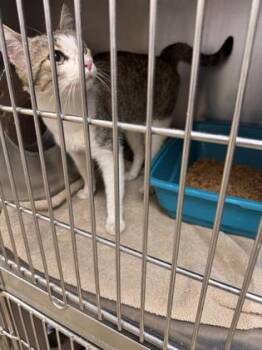 Clark -  Domestic Short Hair Cat for Adoption in Longmont, Colorado - Clark | PetCurious
