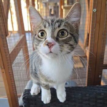 Rescue Domestic Short Hair Cats for Adoption in Fort Worth, Texas - Crash | PetCurious