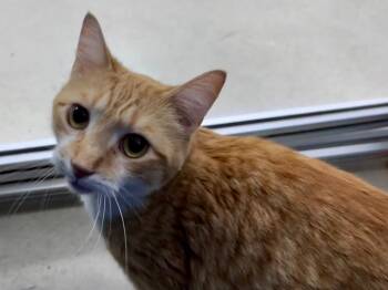 Tabby Cats Available for Adoption in Powell, Ohio - William Pawlkner | PetCurious