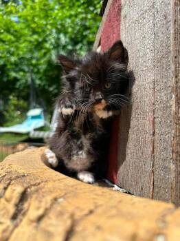 Finch -  Domestic Short Hair Cat Available for Adoption in Grants Pass, Oregon - Finch | PetCurious
