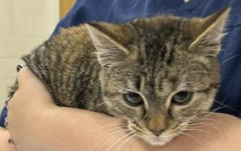 Domestic Short Hair Cats Available for Adoption - CHICKEN SALAD | PetCurious