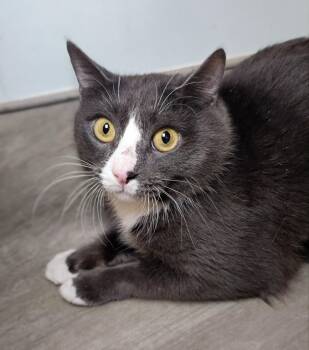 Rescue Domestic Short Hair Cats for Adoption in Briarcliff Manor, New York - Zozer | PetCurious