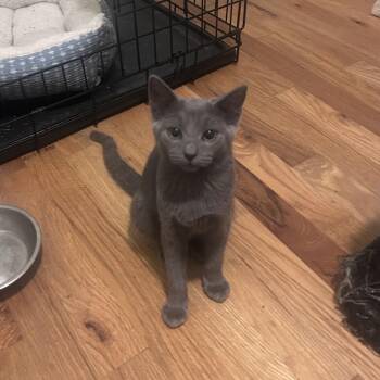 Rescue Domestic Short Hair Cats for Adoption in Campbellsville, Kentucky - Mira | PetCurious