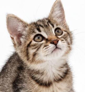 Piper is the MOST precious polka dotted princess - loves sis Pen -  Tabby and Bengal Cat for Adoption in Bedford Hills, New York - Piper Is The MOST Precious Polka Dotted Princess - Loves Sis Pen | PetCurious